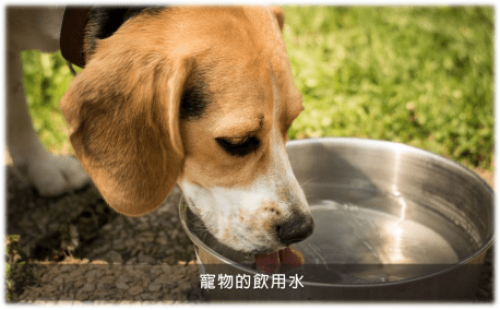 復(fù)合生物酶在寵物除臭領(lǐng)域有哪些應(yīng)用?不止是除臭液這么簡(jiǎn)單